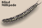 Blind Millipede