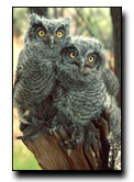 Juvenile Western Screech Owls