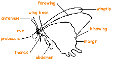 Parts of a butterfly. (click to get full-sized image in English).