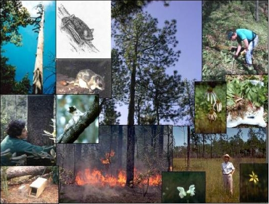 Indiana Bat maternity roost tree, Dr. Loeb, small mammal traps, sketch of Indian Bat, Southern Flying Squirrel,  Fox Squirrel, Longleaf Pine canopy, prescribed burning, collecting ramps data, Smooth Coneflower, harvested ramps, Macbridea alba blossoms, Dr. Walker, Harper's Beauty.