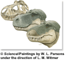 Dinosaur heads