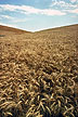 Palouse wheat