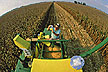 Corn harvest / Grain inspection