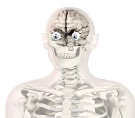 Image of the human head - rotation