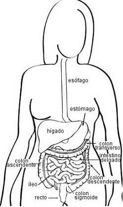 Diagram of the digestive tract