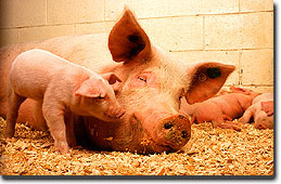 Picture of Pigs