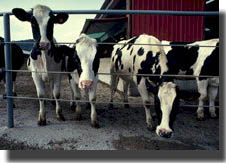 picture of dairy cows  