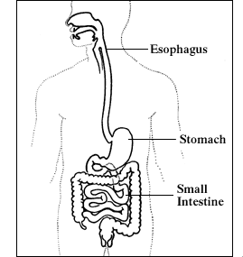 Illustration of the digestive system