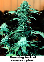 photo-Flowering buds of cannabis plant.