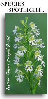 Image-Hyperlink clickable to Endangered Species Spotlight for eastern prairie fringed orchid 