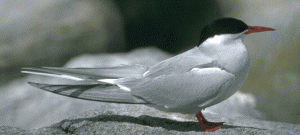 Adult Arctic Tern (c) Mary Gustafson 