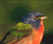 Adult Male Painted Bunting (c) Mary Gustafson