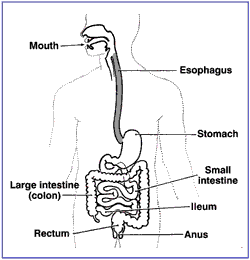 Illustration of the digestive tract showing: mouth, esophagus, stomach, large intestine (colon) small intestine, ileum, rectum, and anus.