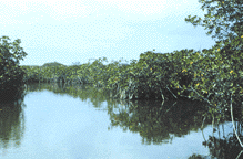 photo of water surrounded by vegetation
