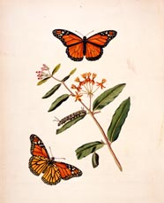 Papilio archippus, Large Black and Orange Butterfly