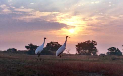At Necedah NWR, older WCEP whoopers from previous migrations start thinking about heading south; Photo, Brian Clauss, USGS