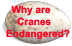 Why are Cranes Endangered?