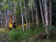 An image of a Forest Fire and a Firefighter