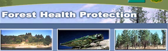 Forest Health Protection images.  The first image shows Sudden Oak Death mortality, the second image is an Emerald Ash Borer, and the last image depicts a healthy, sustainable forest.