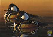 Winning duck stamp, an acrylic painting of two wooded mergansers by South Dakota artist Mark Anderson.