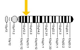 The BRCA2 gene is located on the long (q) arm of chromosome 13 at position 12.3.