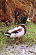 Green Mallard Duck