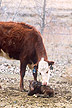 Minutes after giving birth, a 2-year-old cow attends to her newborn calf