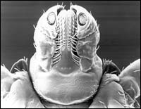 The head of the American brown dog tick, Dermacentor variabilis: Courtesy of NIAID