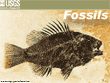 Wallpaper of FOSSILS. Image shows a fish's fossil.