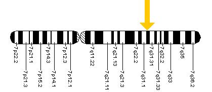 The CFTR gene is located on the long (q) arm of chromosome 7 at position 31.2.