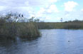 photo of Everglades wetland