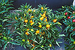Compact orange pepper plants