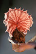 Basidiocarps produced by Crinipellis perniciosa mushroom