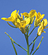 Mustard flower: Link to story