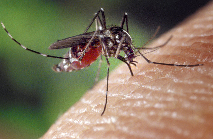 Foto de un mosquito que transmite el virus del nilo occidental