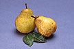 Bosc pears from a dwarfed tree.