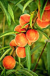Flameprince peaches