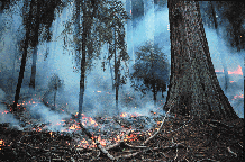 Figure 7.  A prescribed burn smolders on the floor of a sequoia grove.  Link to enlargement.