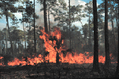Figure 8. Prescribed fire in Big Cypress National Preserve, Fla.  Link to enlargement.