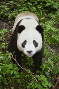 Giant Panda, Wolong Nature Reserve