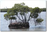 photo of red mangroves