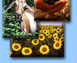 Images of sunflowers, goat and a plant