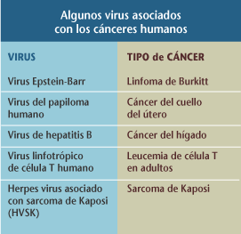 Una tabla de algunos virus asociados con ciertos cnceres humanos.