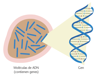 Ilustracin de las molculas de ADN en el ncleo de la clula y un diagrama de un gen.