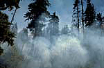 Forest with smoke