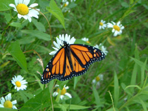 Monarch Butterfly Larval Monitoring (Image 4)