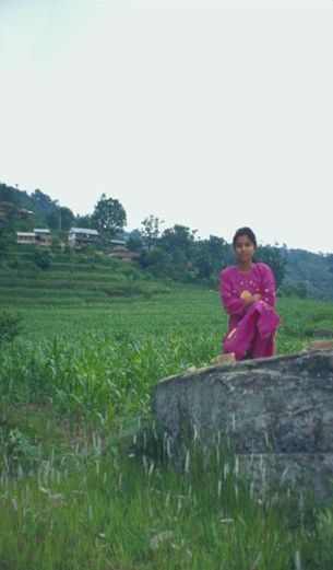Maize Seedlings - Lamjung District, Nepal