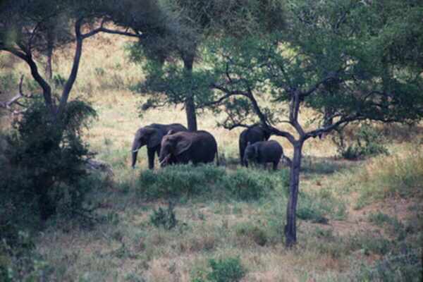 Picture of elephants