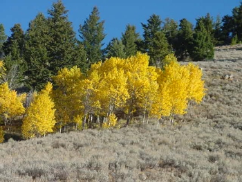 Autumn Colours - Tonasket Ranger District of the Okanogan and Wenatchee National Forests