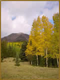 [Photo] Fall colors showing on Humphries Peak on the Coconino Forest.